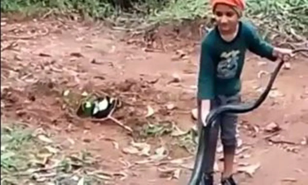 VIRAL VIDEO: छोटे बच्चे ने किंग कोबरा की पूंछ पकड़कर किया खेल, वीडियो देख कांप जाएगी रूह