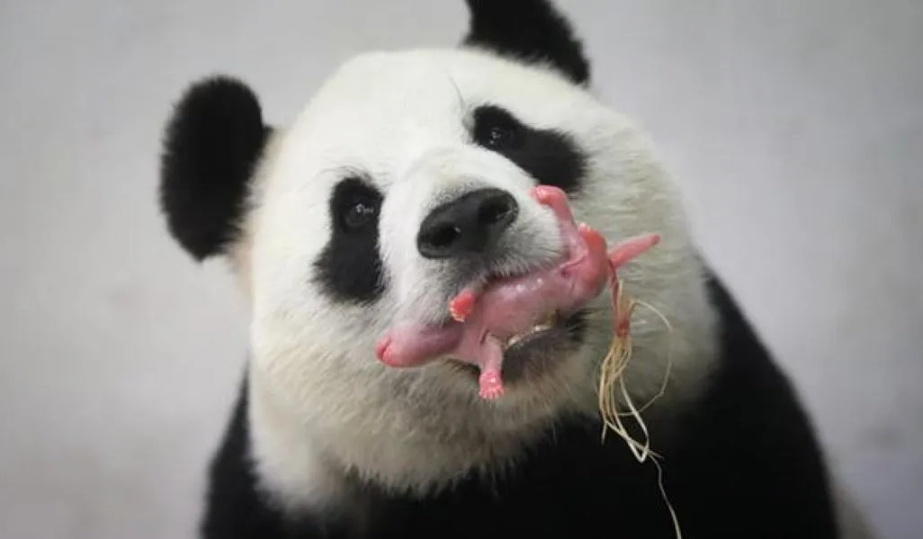 दक्षिण कोरिया में पहली बार ‘जाइंट पांडा’ ने जुड़वां बच्चों को दिया जन्म 