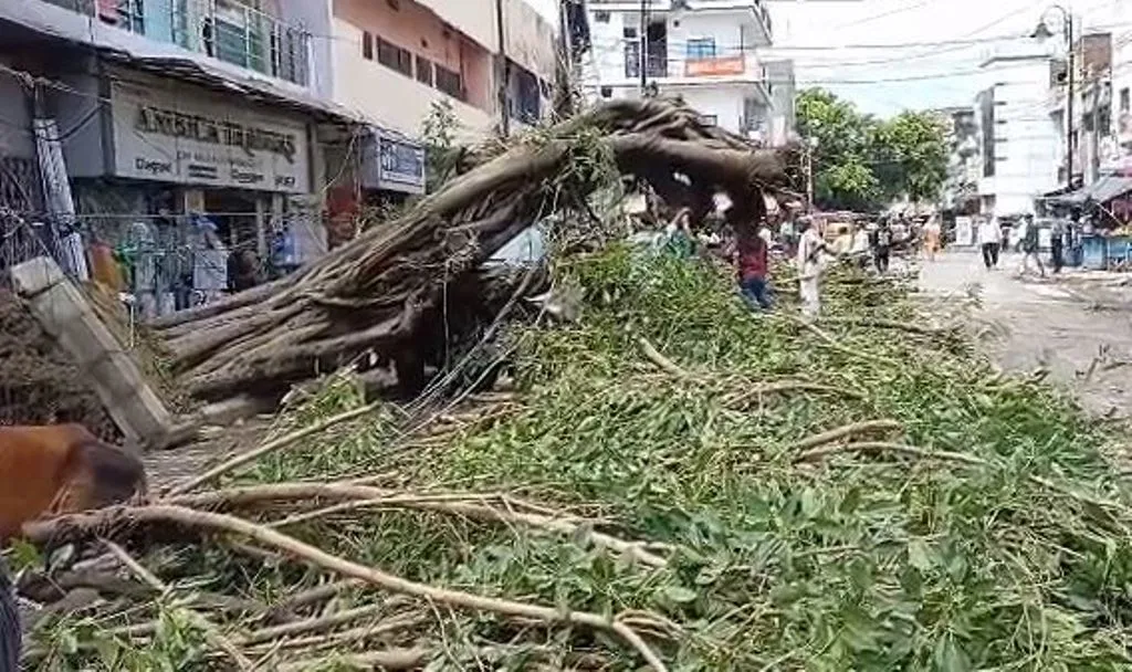 बरेली: तेज बारिश में गिरा पाकड़ का पेड़, मची अफरा-तफरी