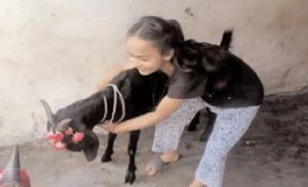 बरेली: पुलिस को मिला टिपिकल टास्क, कुर्बानी को लाए बकरे को होगा खोजना