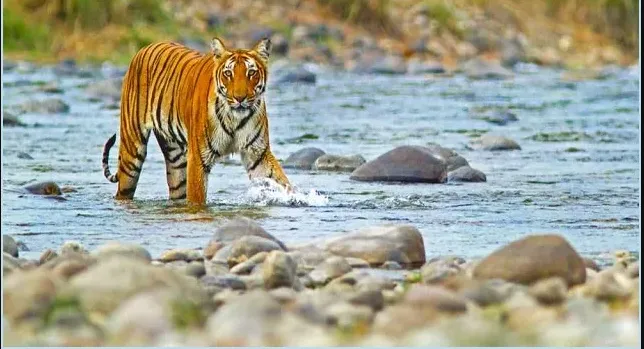 रामनगर: देश में बाघों की संख्या के मामले में उत्तराखंड तीसरी पायदान पर 