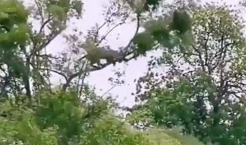 VIRAL VIDEO: पेड़ की ऊंचाई पर भूखे तेंदुए ने बंदर का किया शिकार, वीडियो देखकर यूजर्स शॉक्ड