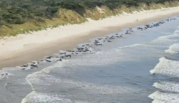 पश्चिमी ऑस्ट्रेलिया में तट पर फंसी 51 व्हेल मछलियों की मौत, शार्क अलर्ट जारी
