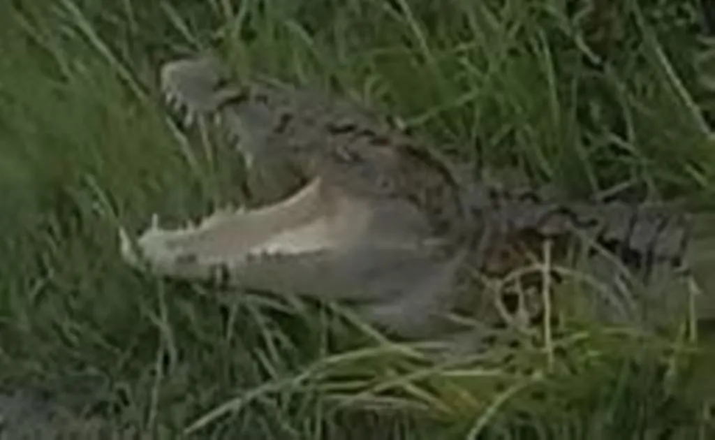 बरेली: खेत में निकला मगरमच्छ, मचा हड़कंप