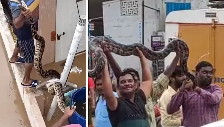 बाढ़ के पानी में बहकर आया 'बड़ा अजगर'...घर में घुसा, मचा हड़कंप