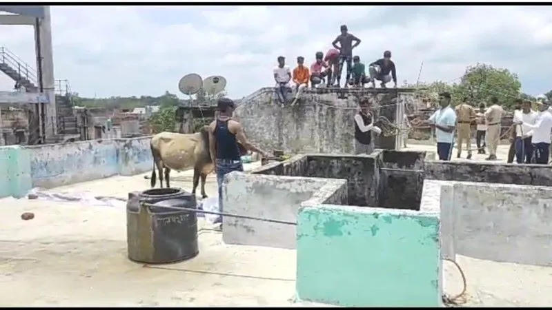 बहराइच : तीन मंजिल भवन पर चढ़ गया सांड, देखें Video