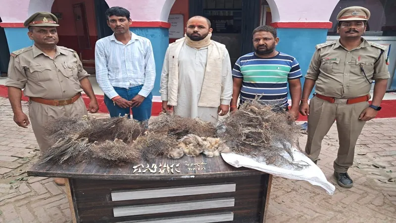 अयोध्या: दुधवा नेशनल पार्क में मारे गए बाघों से जोड़ा जा रहा तस्करी का मामला