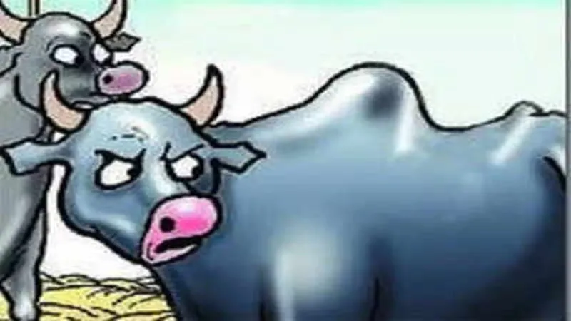 हमीरपुर: पशु बाड़े में बंधी भैंसों को खोल ले गए चोर