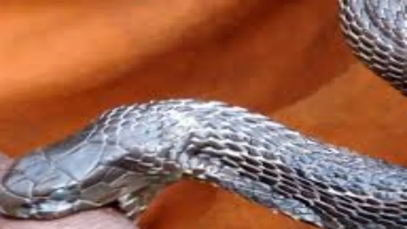 हरदोई : बठिया से कंडे निकाल रही महिला को सांप ने काटा  