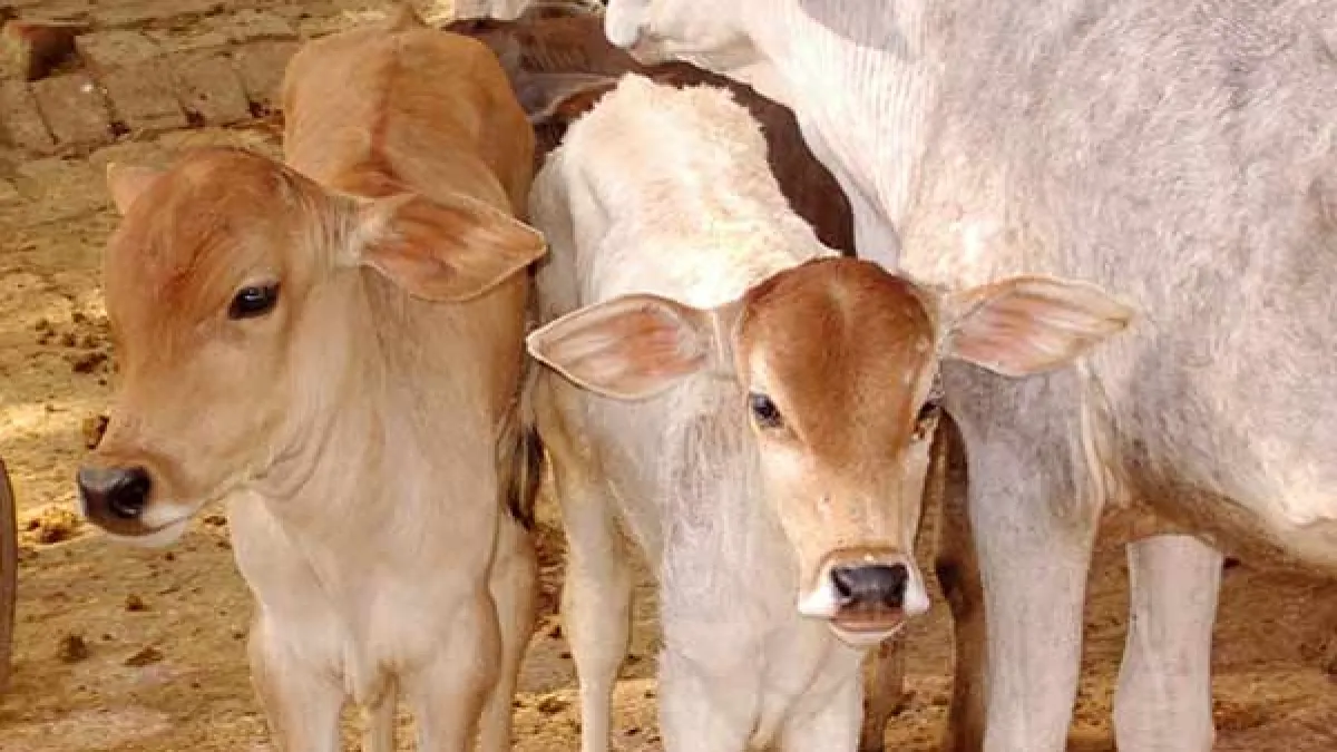 खटीमा: घायल आठ गो वंशीय पशुओं का किया इलाज 