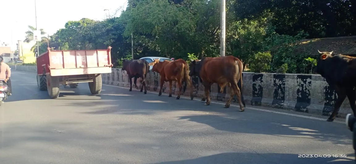 बरेली: सड़कों पर गोवंश....शासन को गई रिपोर्ट में सारे गोशालाओं में बंद