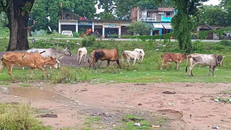 अमेठी : छुट्टा मवेशी चट कर रहे किसानों की फसल, गौस्थल में छोड़ने का आदेश हवाहवाई 