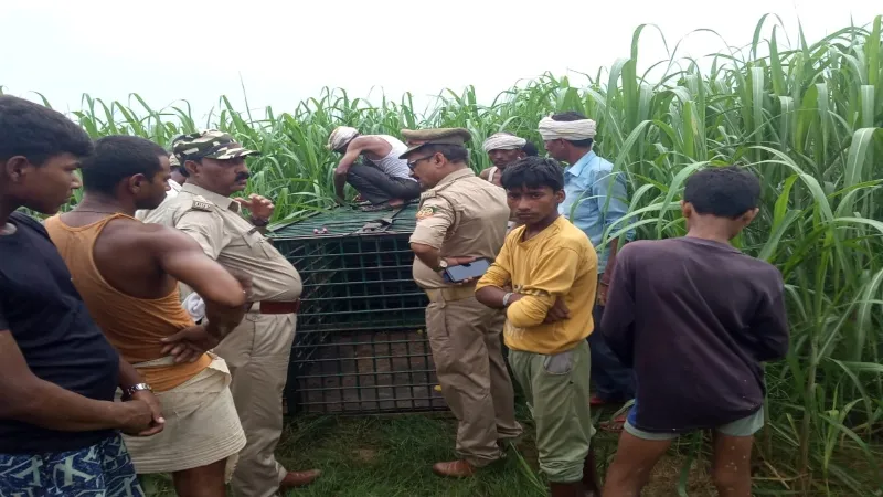 बहराइच में तेंदुए को पकड़ने के लिए वन विभाग ने लगाया पिंजड़ा, बालक पर किया था हमला 
