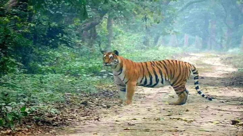 बहराइच : कतर्नियाघाट में बढ़ा बाघों का कुनबा, आंकड़े जारी 