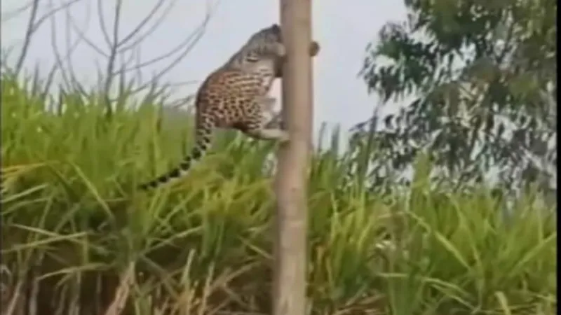 Leopard in Bahraich : ग्रामीणों को देखकर पेड़ पर चढ़ गया तेंदुआ, DFO ने किया सतर्क  