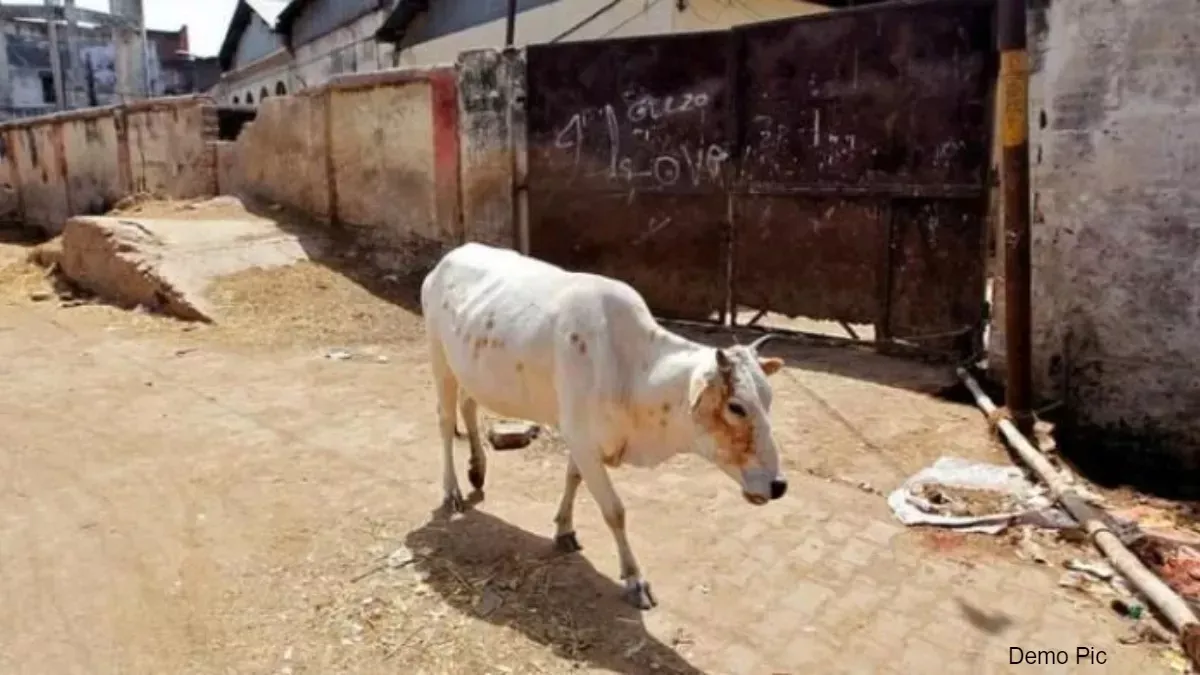 बरेली: देवरनियां में गोवंश के मिले अवशेष, संगठनों ने किया हंगामा