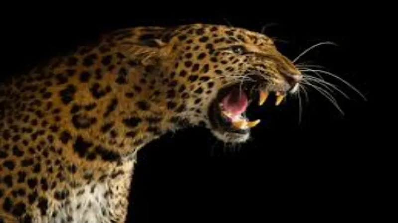Leopard Attack : सीतापुर में दहशत - तेंदुए के हमले से बच्चे की मौत 