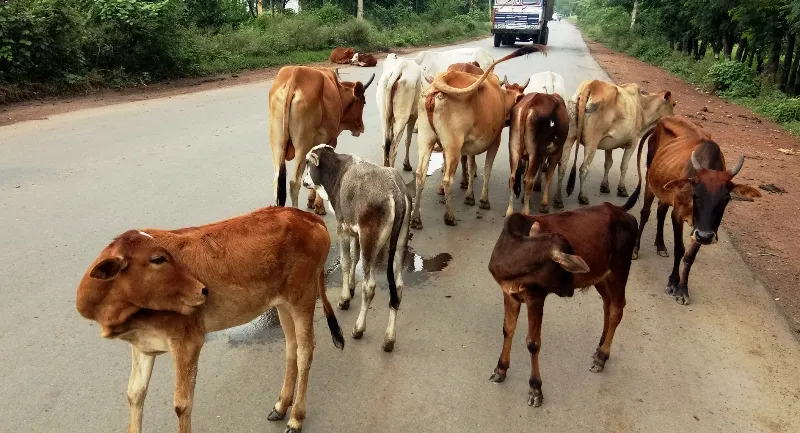 अल्मोड़ा: गोवंश को आवारा छोड़ने पर पालिका करेगी कड़ी कार्रवाई 