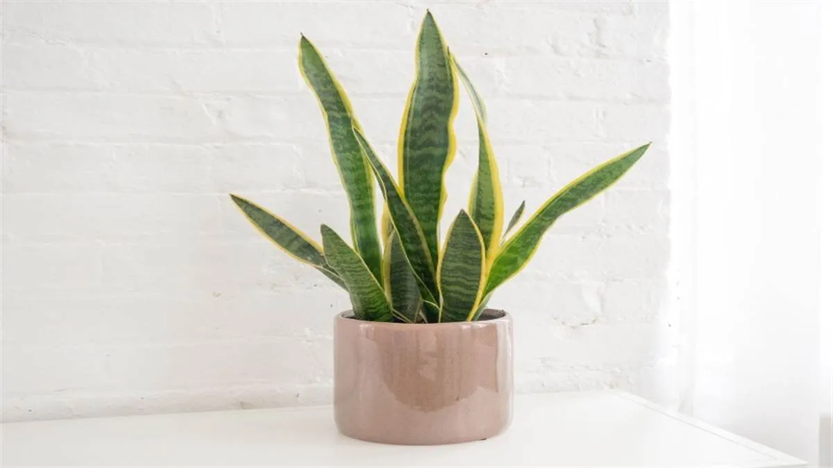 25_06_2022-snakeplant