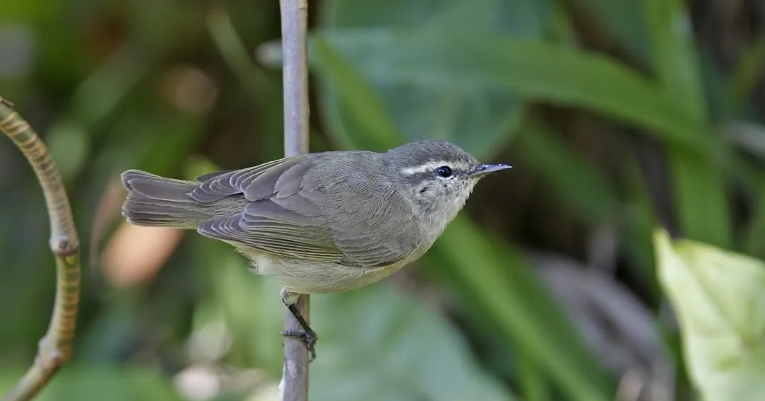 दुर्लभ 'टाइटलर लीफ वार्बलर' पक्षी पहली बार बिहार में देखा गया 