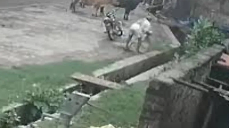 लखनऊ में गाय के बछड़े को नाले में फेंका, वायरल वीडियो के आधार पर आरोपी की हो रही तलाश 