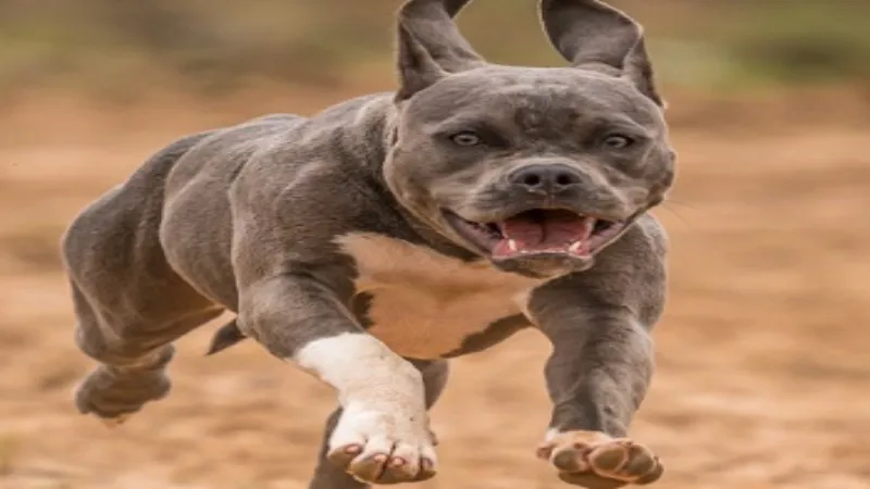 Pitbull Attack : गाजियाबाद में 11 साल के बच्चे को पिटबुल ने काटा, शरीर पर हुए गंभीर घाव 