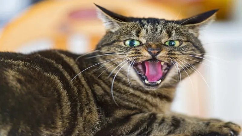 बहराइच : संदिग्ध परिस्थितियों में बच्ची की मौत, सौतेली मां बोली - बिल्ली के काटने से गई जान