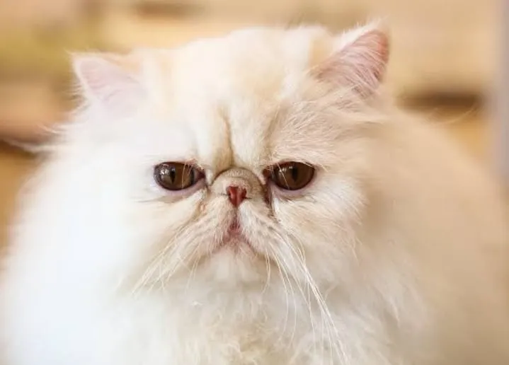 अंतर्राष्ट्रीय बिल्ली दिवस: सोशल मीडिया पर वीडियो शेयर करने की चाह ने बढ़ाई पर्शियन बिल्लियों की मांग