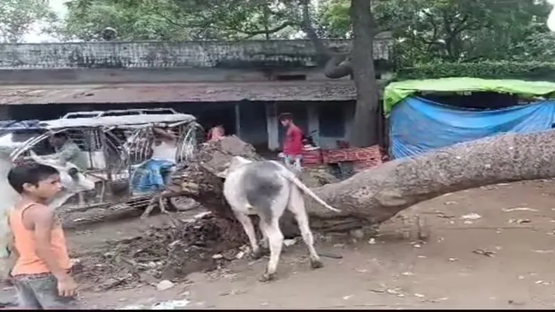 बहराइच : पेड़ के नीचे दबकर युवक की मौत, एक घायल
