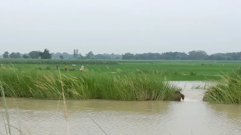 गोंडा : सरयू नहर की पटरी कटने से दो सौ बीघा फसल जलमग्न