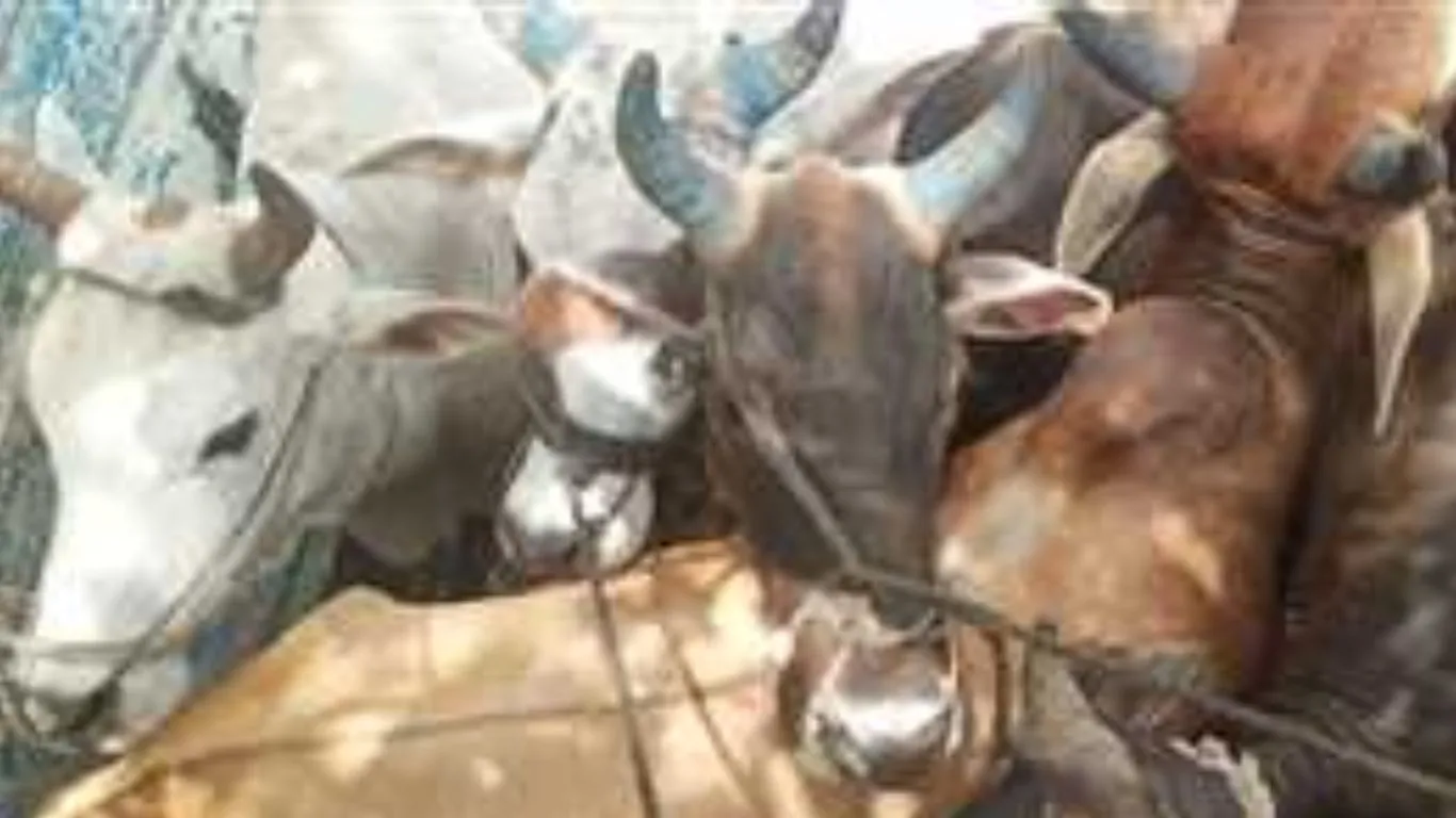 पुंछ पुलिस को मिली बड़ी सफलता, सात गो तस्कर गिरफ्तार, 41 गोवंश किये मुक्त 