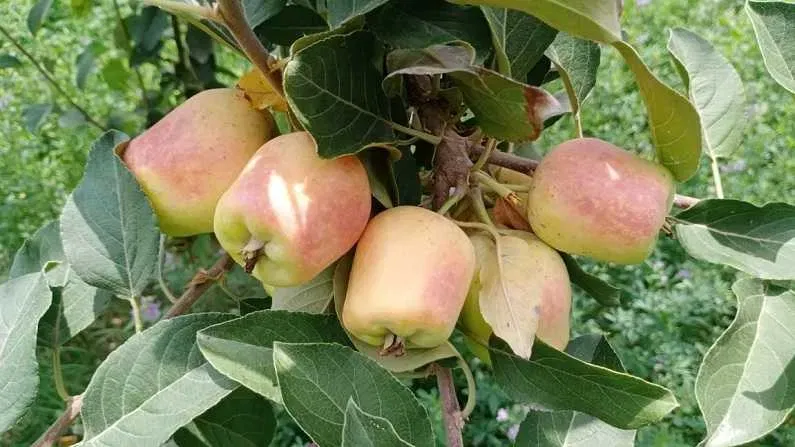 हल्द्वानी: मंडी सचिव ने रामगढ़ फल पट्टी के किसानों को दिया बाजार दिलाने का आश्वासन