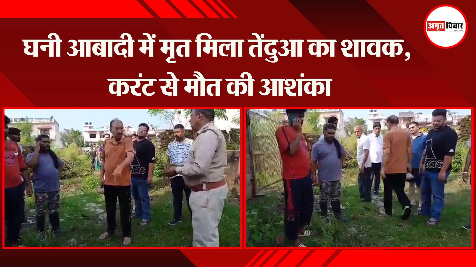 काशीपुर: घनी आबादी में मृत मिला तेंदुआ का शावक, करंट से मौत की आशंका