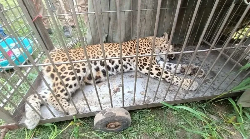 किच्छा: बाग की सुरक्षा को लगी तारबाड़ के फंदे में फंसने से नर गुलदार की मौत