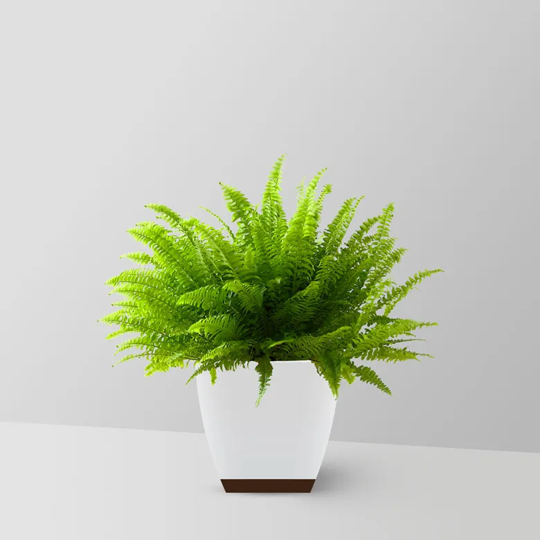 boston-fern-plant-01-1