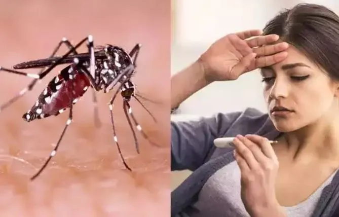 बरेली: मलेरिया के मरीज पिछले साल से दोगुने हुए, 970 पहुंची संख्या, डेंगू में भी हो रहा इजाफा, मरीज हुए 21