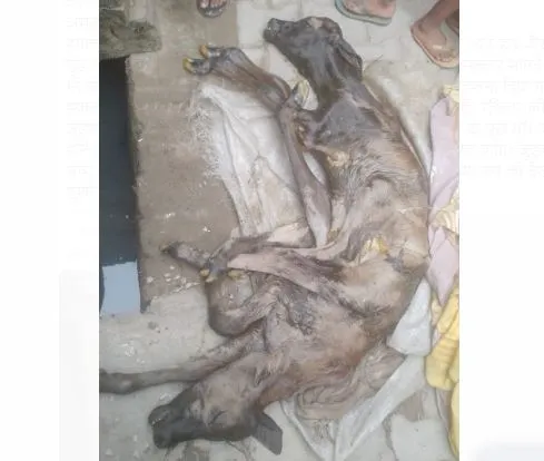 संभल: जुड़वां गोवंश पशु को देखने को जुटी भीड़, हुई पूजा अर्चना