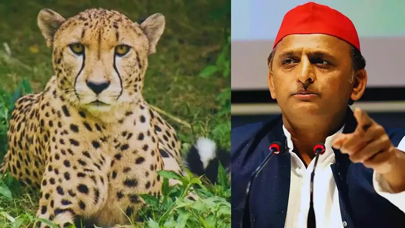 अब वो सब कहां हैं? चीते की मौत पर अखिलेश यादव ने भाजपा सरकार को घेरा