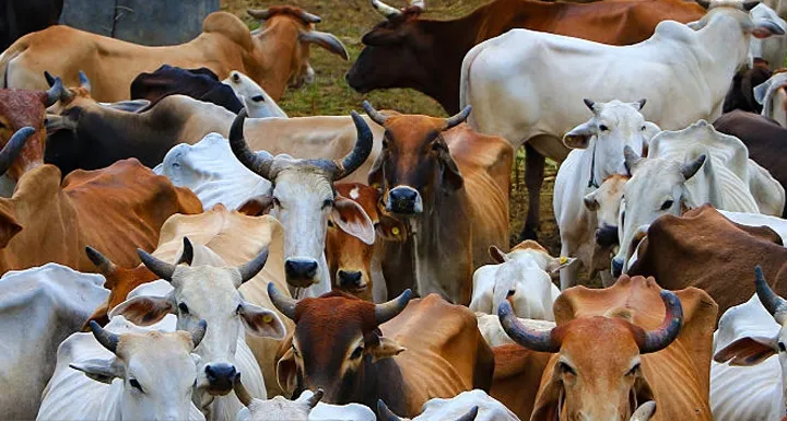 हल्द्वानी: लावारिस जानवरों के लिए चोरगलिया में बनेगी गौशाला 
