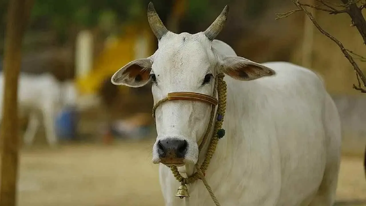 हल्द्वानी: लापरवाह बना विद्युत विभाग, करंट से एक और गौवंश की मौत