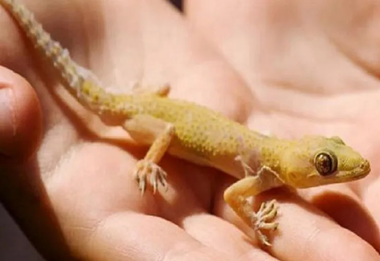 रामपुर: ...तो आखिरकार प्रशासन की टूट गई नींद, मिड-डे मिल में छिपकली निकलने के मामले में प्रधानाध्यापिका निलंबित