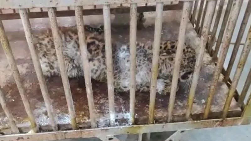 Etawah News: बिजनौर से रेस्क्यू करके लाए गए तेंदुआ ने तोड़ा दम, दो दिन खबर दबाए रहा सफारी प्रशासन