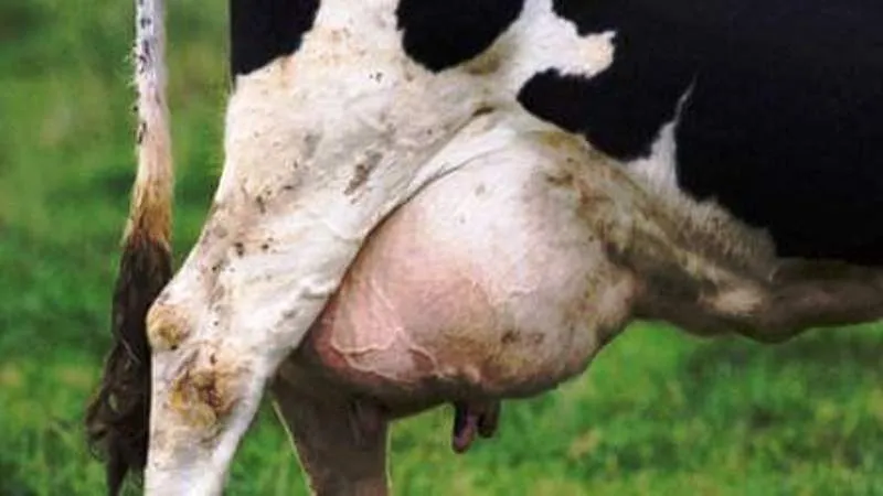 पंतनगर: पशुओं में थनैला रोग का प्रबंधन जरूरी : डॉ. ल्यूक