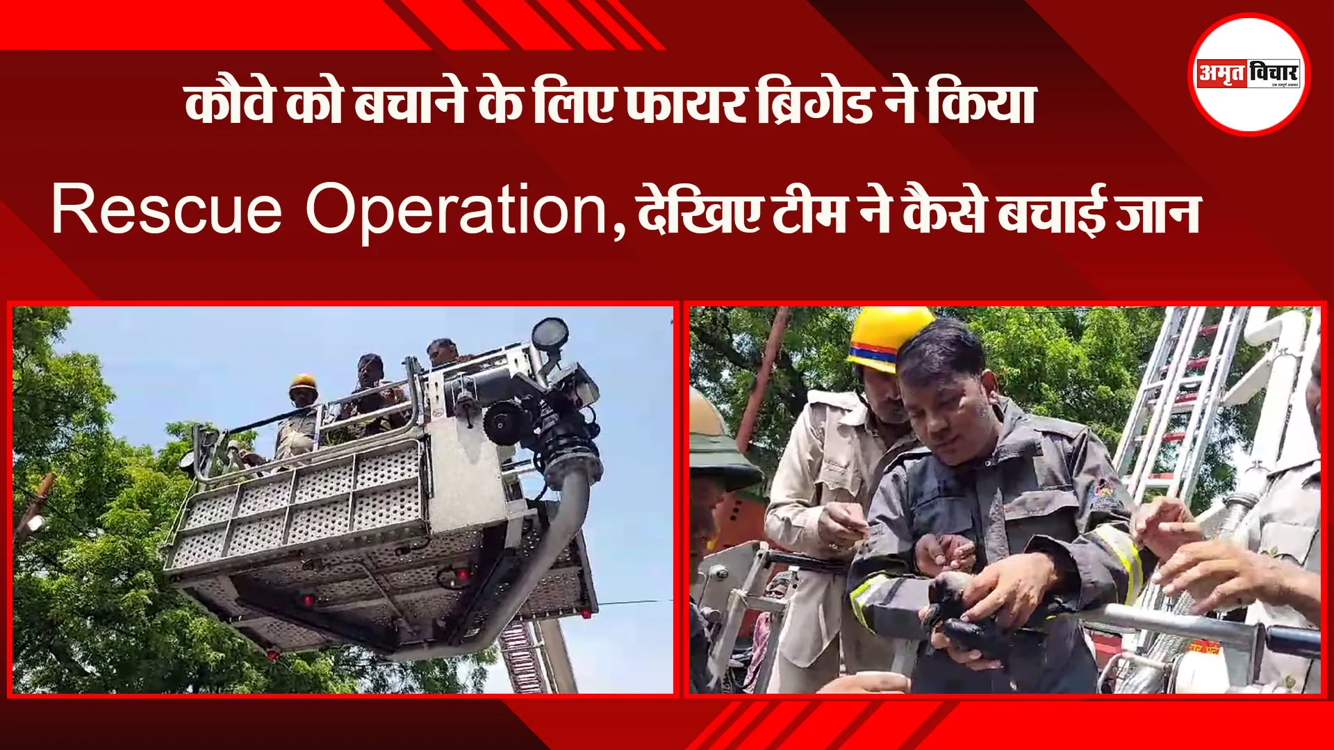लखनऊ: कौवे को बचाने के लिए फायर ब्रिगेड ने किया Rescue Operation, देखिए टीम ने कैसे बचाई जान