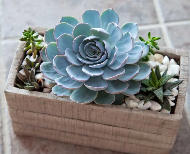 grow-and-care-of-water-succulent-plants