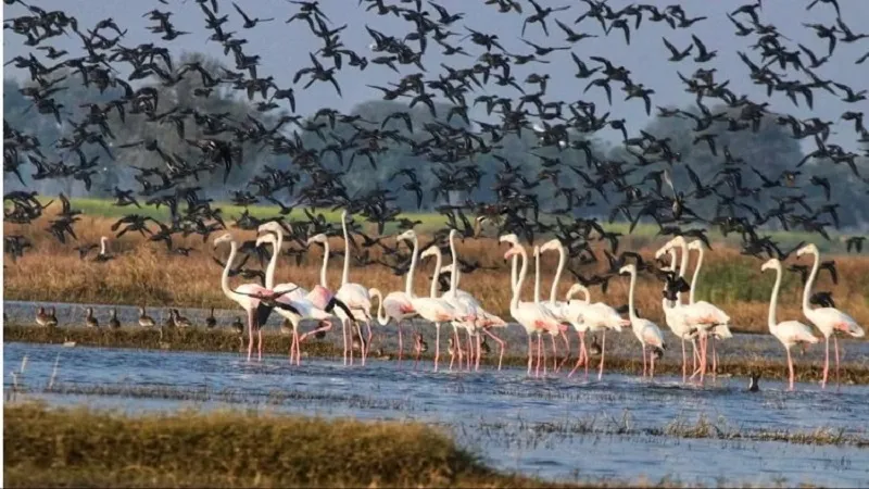 न्यूजीलैंड में हजारों प्रवासी पक्षी देंगे दस्तक, क्या वे अपने साथ लाएंगे प्राणघातक बर्ड फ्लू? 