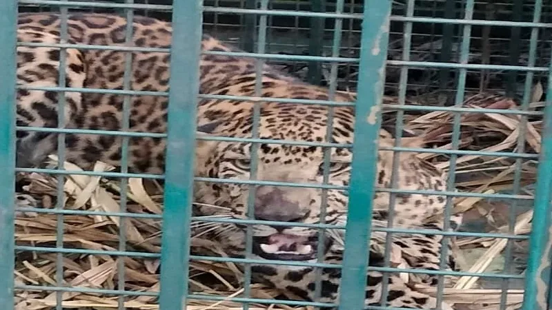बिजनौर: पिंजरों में दो गुलदार हुए कैद, वन विभाग के अफसरो ने ली राहत की सांस