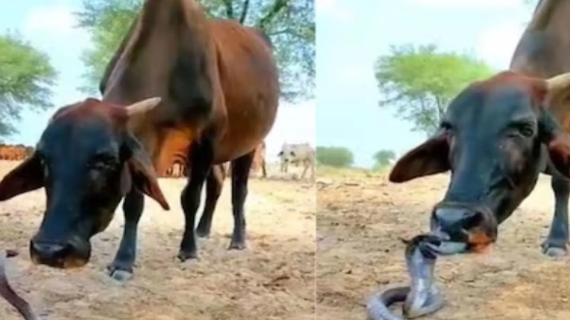 OMG! जहरीले सांप को चाटती दिखी गाय, फिर जो हुआ.... Video देख लोगों के उड़े होश