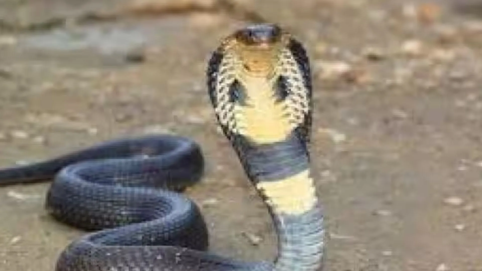 शाहजहांपुर: सांप ने बुजुर्ग को डसा, 25 मिनट तक तख्त पर बैठा रहा सर्प, इलाज के दौरान मौत