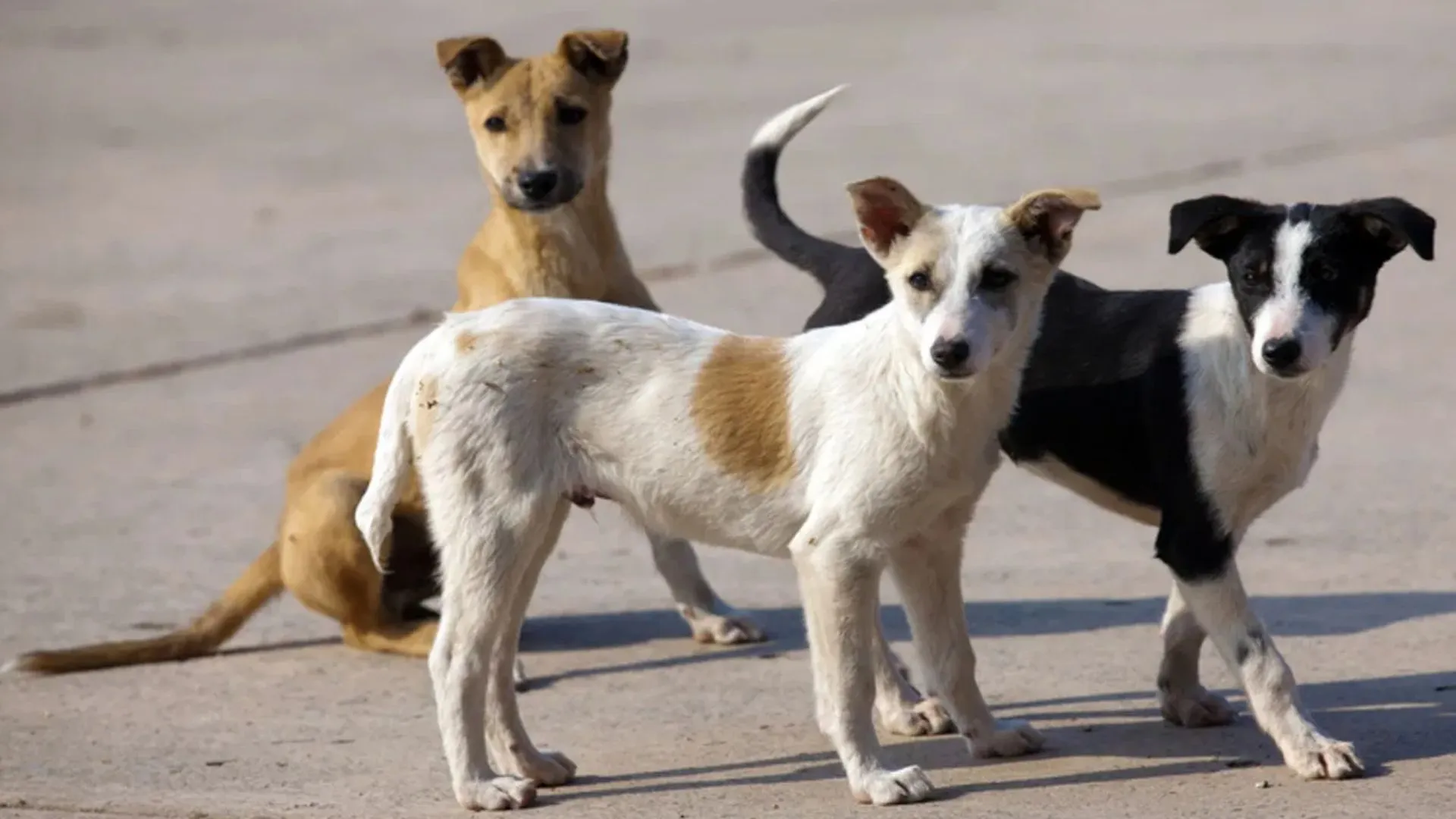 पालतू कुत्तों के झगड़े में सुरक्षा गार्ड ने बरसाईं गोलियां, जीजा-साले की मौत, छह घायल